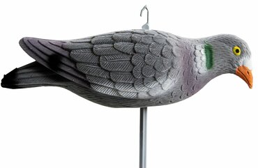 Pigeon hunting
