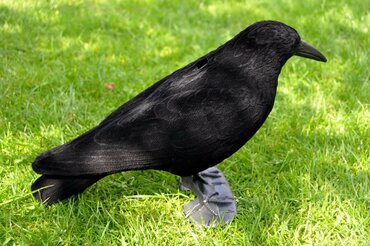 Crow hunting