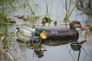 Duck hunting