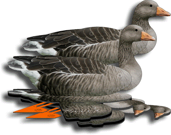 Geese hunting