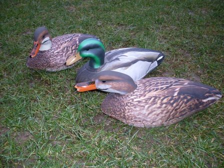 Featherlites Fusion Series Ducks 6 stuks Opblaasbare  - Eend &amp; Woerd