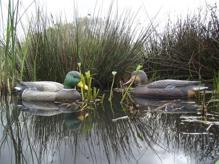 Lokeenden woerd en eend mix. 12 stuks 