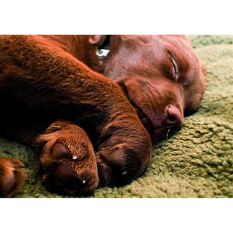 Honden mat Pro-Thermo 70 x 100