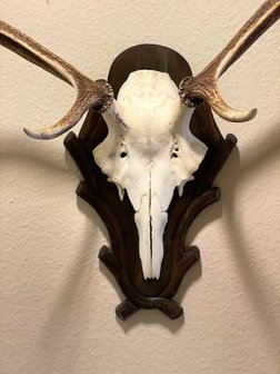 Deer antler trophy - 12