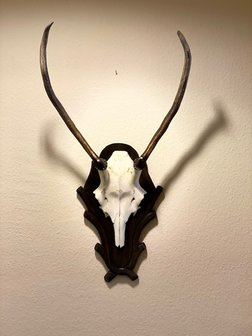 Deer antler trophy - 13