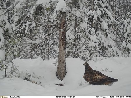 Compact 4G LTE Wildcamera / Bewakingscamera Cloud met live video + LinckEazi app