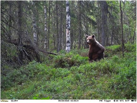 Glory 4G LTE Wildcamera / Bewakingscamera Cloud met live video + LinckEazi app