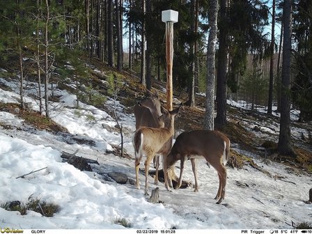 Glory 4G LTE Wildcamera / Bewakingscamera Cloud met live video + LinckEazi app