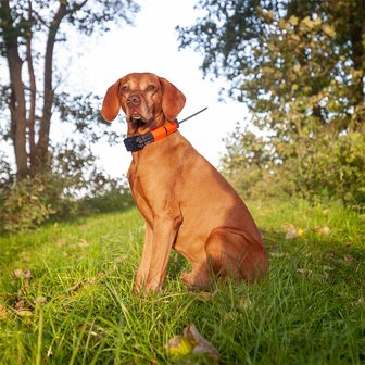 DogTrace GPS X20 Hundeortung für die Jagd - Hundeortungsgerät für Profis, ORANGE