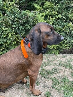 CANTOS Honden Signaalband Stretch Beschermhoes DogTrace Oranje