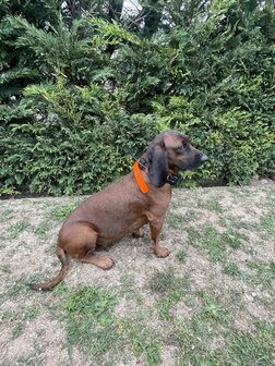 CANTOS Honden Signaalband Stretch Beschermhoes DogTrace Oranje