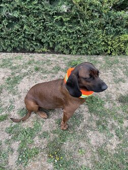 CANTOS Taśma sygnalizacyjna dla psa Elastyczna osłona ochronna DogTrace Pomarańczowy