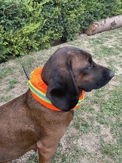 CANTOS Honden Signaalband Stretch Beschermhoes DogTrace Oranje