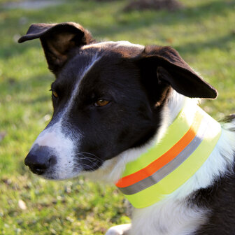 Honden Signaalband Klitteband Geel 30cm