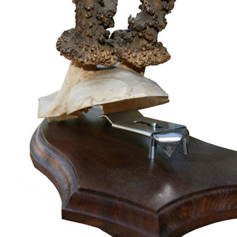 Trophy Clamps Deer 5 Pieces