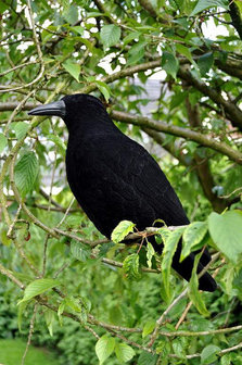 Crow full body flocked