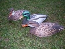 Featherlites Fusion Series Ducks - Eend & Woerd (3 stuks)