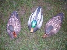 Featherlites Fusion Series Ducks - Eend & Woerd (3 stuks)