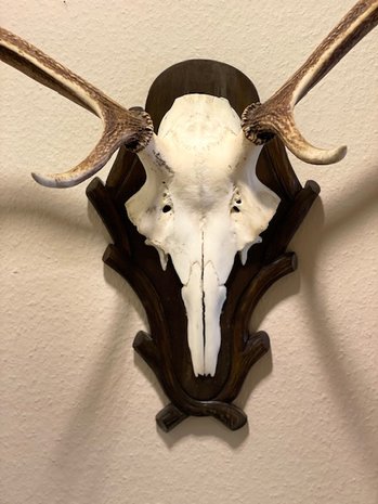 Deer antler trophy - 12