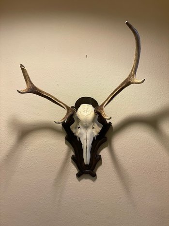 Deer antler trophy - 12