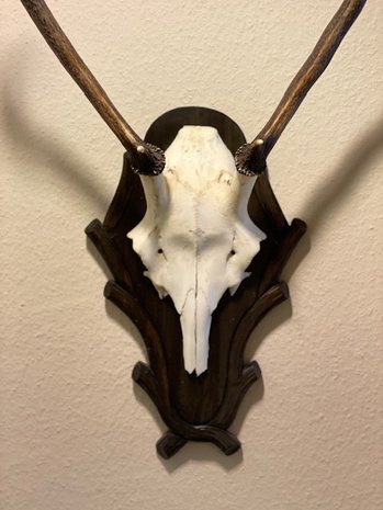 Deer antler trophy - 13