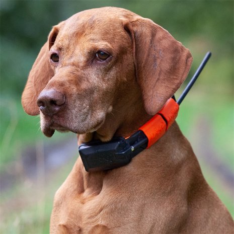 DogTrace GPS X20 Hundeortung für die Jagd - Hundeortungsgerät für Profis, ORANGE