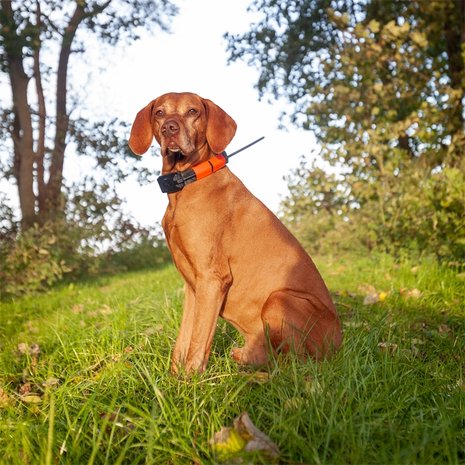 DogTrace GPS X20 Hundeortung für die Jagd - Hundeortungsgerät für Profis, ORANGE