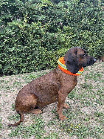 CANTOS Honden Signaalband Stretch Beschermhoes DogTrace Oranje