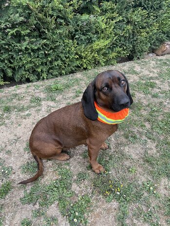 CANTOS Honden Signaalband Stretch Beschermhoes DogTrace Oranje