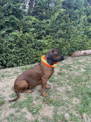 CANTOS Honden Signaalband Stretch Beschermhoes DogTrace Oranje
