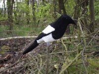 Flocked Magpie Decoy