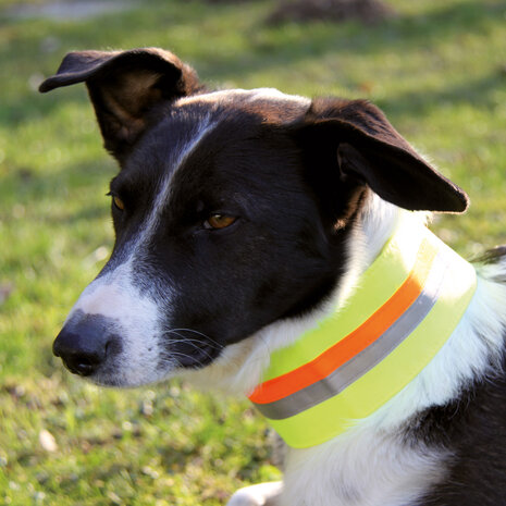 Bande de signalisation pour chien Velcro jaune 30cm