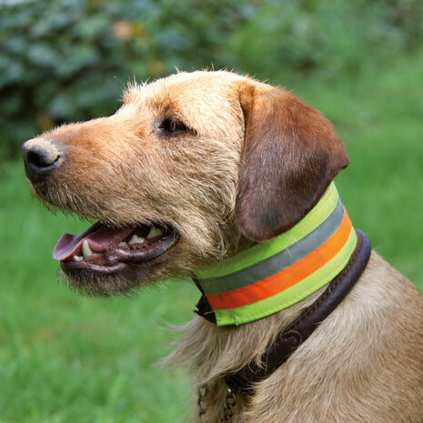 Hunde Signalhalsband Gelb 30cm