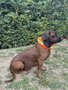 CANTOS Hundesignalband Stretch-Schutzh&uuml;lle DogTrace Orange