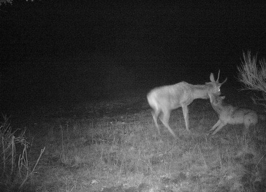 Caméra-de-faune-et-de-surveillance