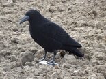 Kraai-full-body-geflockt-10-20-30-stuks