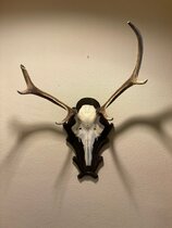 Deer antler trophy - 12 Deer antler trophy - 12