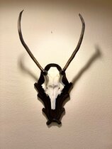 Deer antler trophy - 13 Deer antler trophy - 13