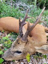 Roe buck hunting Poland | Package 1 Roe buck hunting Poland | Package 1