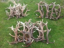 Bois de cerfs Bois de cerfs