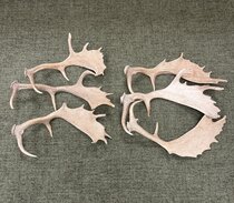 Fallow Deer Antlers Fallow Deer Antlers