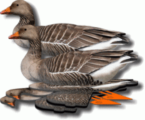FUD Grey Geese 6 pieces FUD Grey Geese 6 pieces