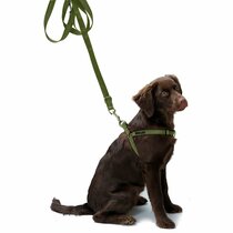 Honden omhanglijn Groen & Oranje Honden omhanglijn Groen & Oranje