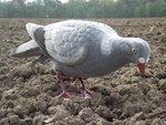 Full-Body-Pigeon-floqué-40cm