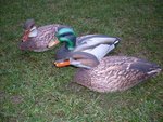 Featherlites-Fusion-Series-Ducks-(6-stuks)-Opblaasbare--Eend-&amp;-Woerd