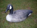 Featherlites-Fusion-Series-Canada-Goose-(6-stuks)