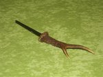 Brieven-opener-van-ree-gewei