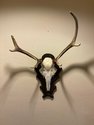 Deer-antler-trophy-12