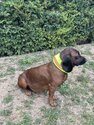 CANTOS-Honden-Signaalband-Stretch-Beschermhoes-DogTrace-Geel