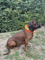 CANTOS-Honden-Signaalband-Stretch-Beschermhoes-DogTrace-Oranje